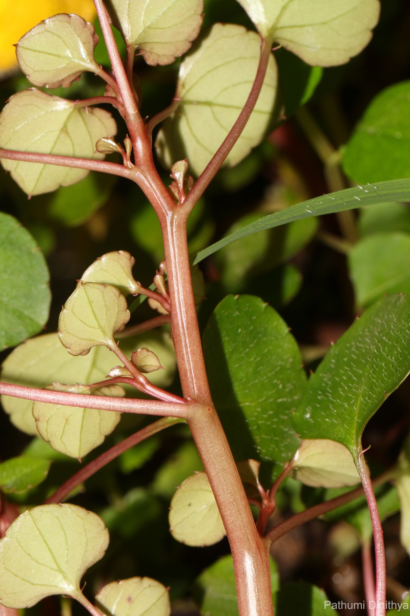 Impatiens repens Moon ex Wight